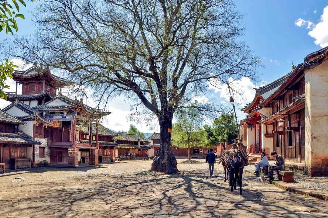 沙溪古镇寺登街古树与街景