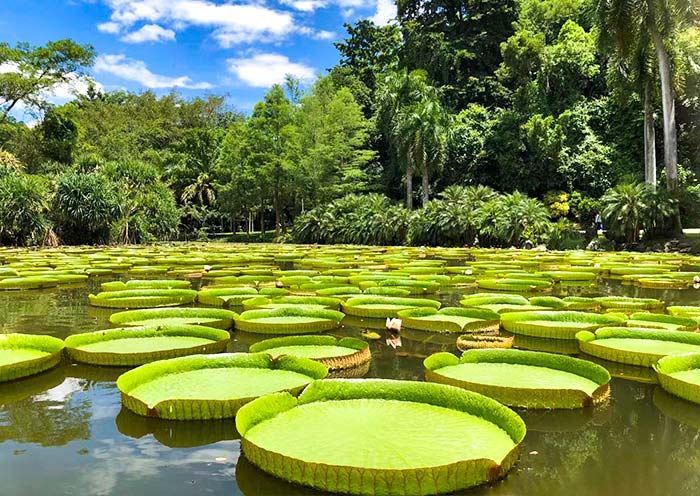 Day3Xishuangbanna·BotanicalKingd（2）
