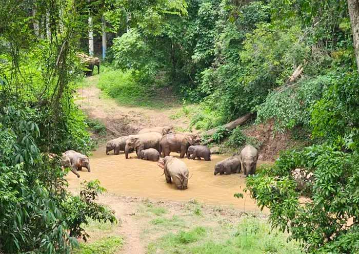Day4Xishuangbanna·ElephantHabita